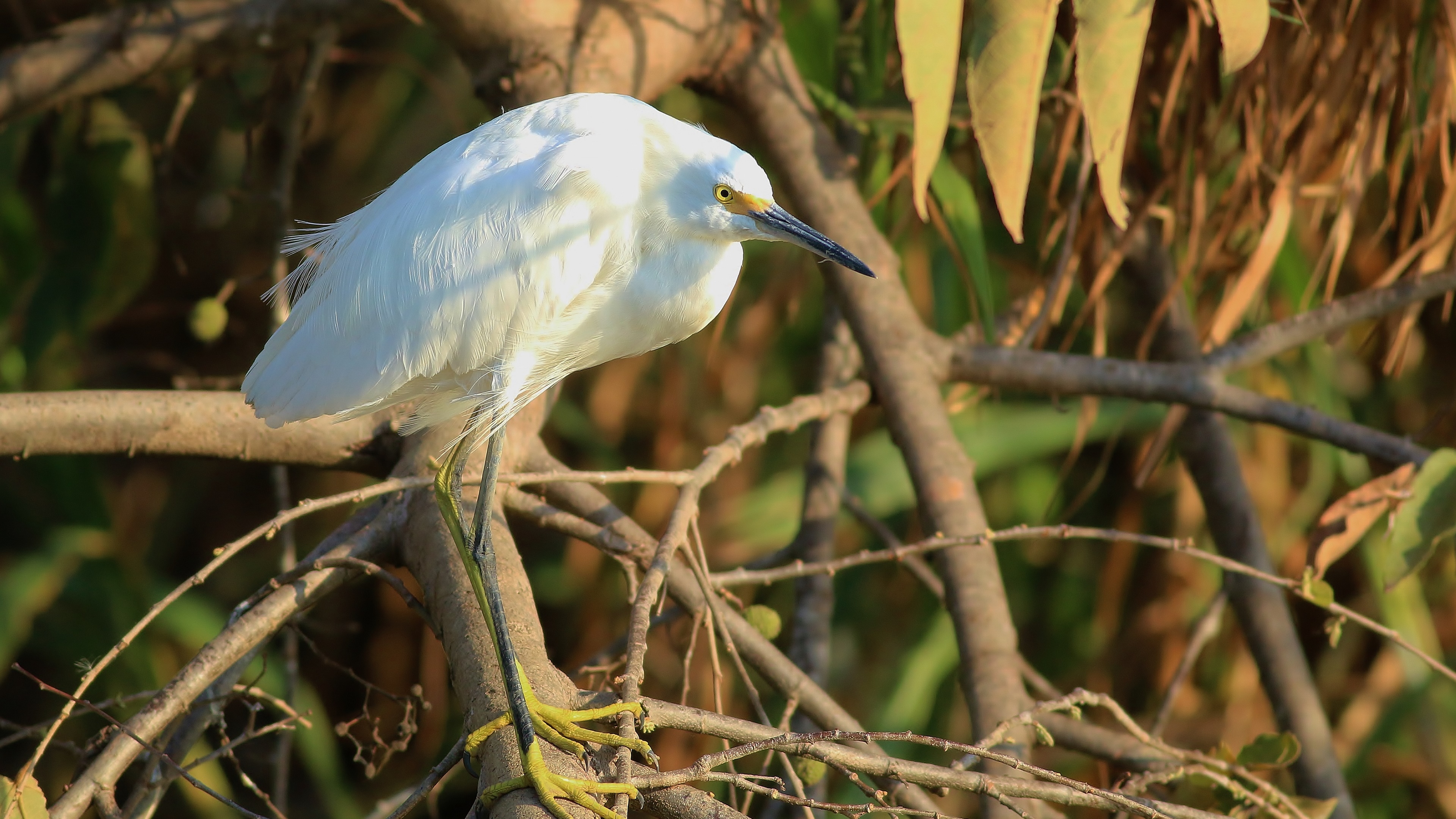 Great Egret